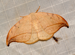 Drepana arcuata