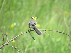 Motacilla citreola