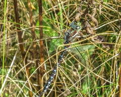 Aeshna tuberculifera