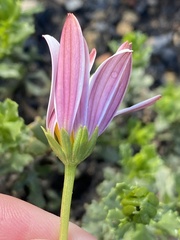 Dimorphotheca cuneata