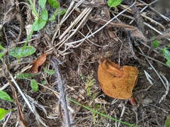 Chalciporus piperatus