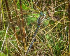 Aeshna tuberculifera