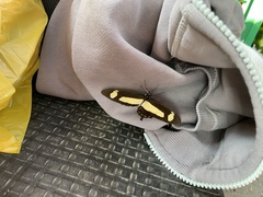 Heraclides torquatus