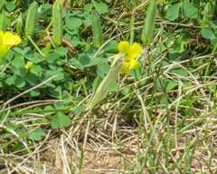 Oxalis perennans