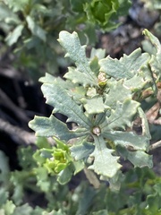 Dimorphotheca cuneata