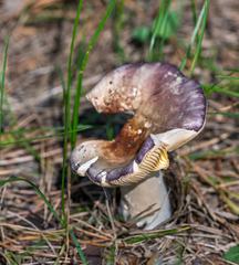 Russula xerampelina