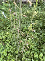 Eulophia graminea