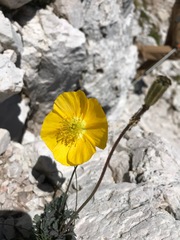 Papaver alpinum