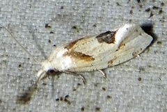 Aethes angustana