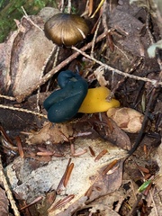 Leotia viscosa