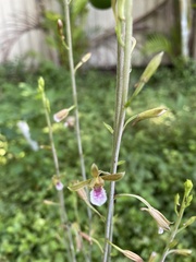 Eulophia graminea