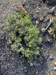 Dimorphotheca cuneata