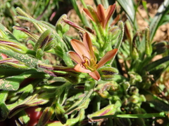 Wachendorfia multiflora