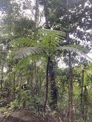 Cyathea