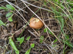 Chalciporus piperatus