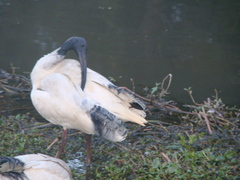 Threskiornis molucca