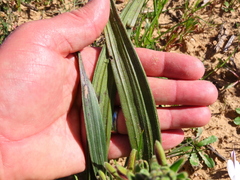 Wachendorfia multiflora