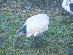 Threskiornis molucca