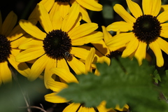 Calliopsis andreniformis