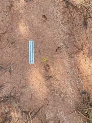 Urocyon cinereoargenteus