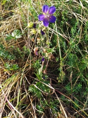 Geranium pratense