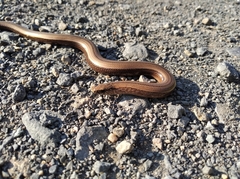 Anguis fragilis