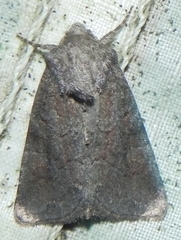 Lacinipolia meditata