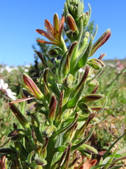 Wachendorfia multiflora