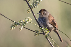 Thamnophilus ruficapillus