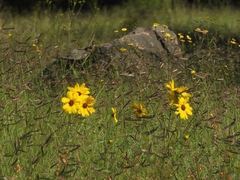 Coreopsis leavenworthii
