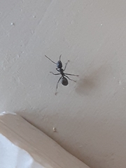 Camponotus pennsylvanicus