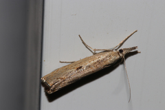Agriphila geniculea