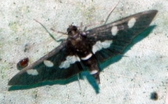 Desmia