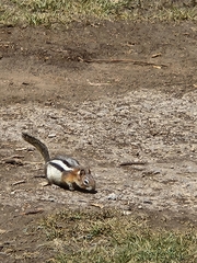Callospermophilus lateralis