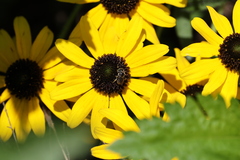 Calliopsis andreniformis