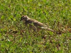 Chondestes grammacus