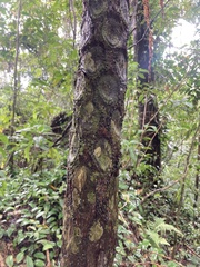 Cyathea