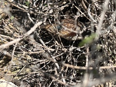 Gerrhonotus infernalis