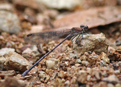 Argia tonto