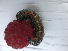 Pyrrhia