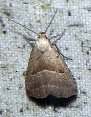 Hypenodes fractilinea