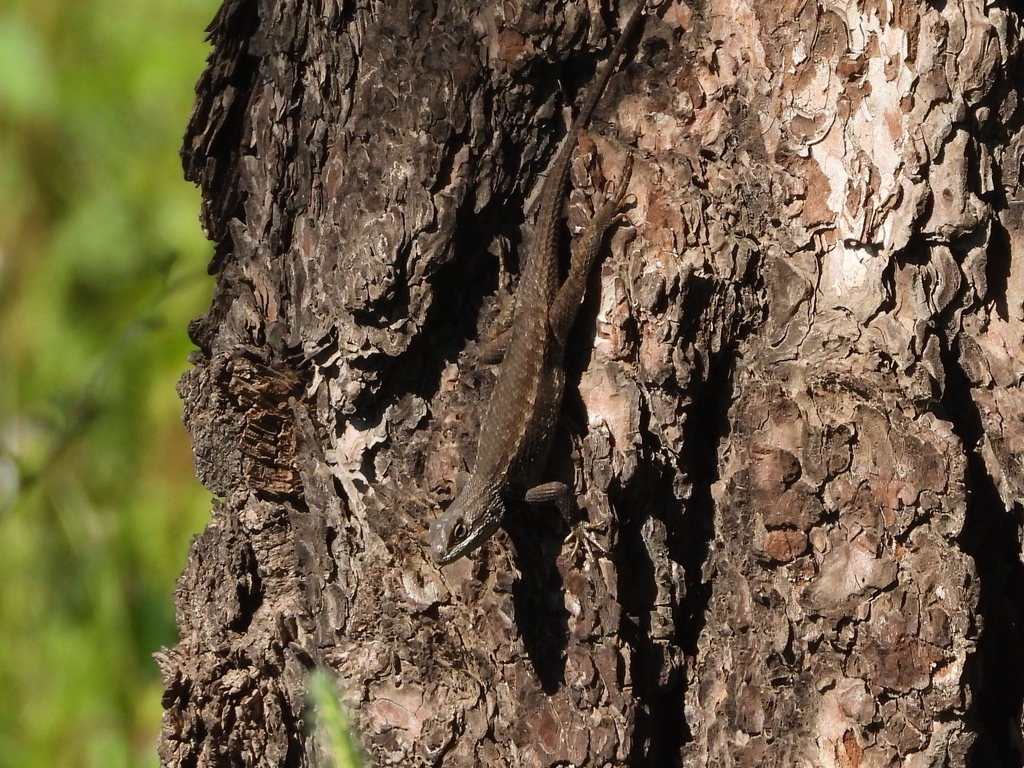 Plateau Fence Lizard from Flagstaff, AZ, USA on August 29, 2022 at 09: ...