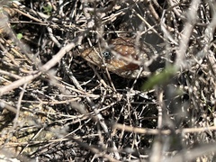 Gerrhonotus infernalis