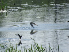 Chlidonias leucopterus