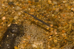 Hydrometra stagnorum