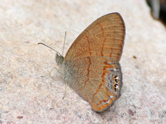 Cyllopsis pertepida