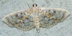 Herpetogramma thestealis