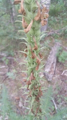 Pedicularis procera