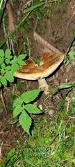 Russula foetens