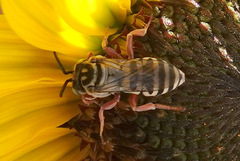 Triepeolus